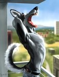 2020 anthro athletic athletic_anthro athletic_male balcony belt big_ears black_body black_fur black_nose bottomwear building canid canine canis city clothed clothing day denim denim_bottomwear denim_clothing detailed_background domestic_dog eyes_closed fangs fluffy fluffy_tail fur hands_behind_head hi_res husky jeans male mammal muscular muscular_anthro muscular_male nordic_sled_dog open_mouth outside pants raised_tail signature sky solo spitz swish tail teeth tongue topless whiskers white_body white_fur yawn
