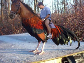 clock clothing duo feathers feral footwear humor joke male outside plant pun real riding shirt shoes sky snow straddling topwear tree visual_pun watch what what_has_science_done winter wood third-party_edit unknown_artist avian bird chicken equid equine galliform horse human hybrid mammal phasianid grandfathered_content low_res shopped