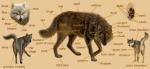 anatomically_correct anatomically_correct_genitalia anatomically_correct_pussy animal_genitalia animal_pussy canine_genitalia canine_pussy female feral genitals male pussy quadruped reference_guide solo tail text ebon_lupus canid canine canis mammal wolf english_text multiple_images