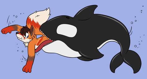 anthro blue_eyes duo feral open_mouth size_difference soft_vore swallowing swimming teeth underwater vore water crisstail ferox_(feroxdoon) canid canine cetacean dolphin fox mammal marine oceanic_dolphin orca red_fox toothed_whale true_fox invalid_tag hi_res