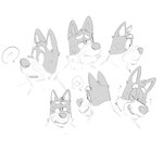 anthro fur hair half-closed_eyes laugh male narrowed_eyes simple_background smile solo speech_bubble star teeth white_background shaibey bluey_(series) bandit_heeler australian_cattle_dog canid canine canis cattledog domestic_dog herding_dog mammal pastoral_dog 2024 digital_media_(artwork) hi_res monochrome procreate_(artwork) sketch