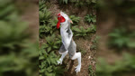 abdominal_bulge anthro fur grass grey_body male male/male oral_vore plant red_body size_difference swallowing vore white_body white_fur wilderness racf92 rockk blender_cycles rockk_(rockk) tokens_(tokenspanda) ailurid mammal red_panda sergal 3d_(artwork) 3d_animation absurd_res animated blender_(artwork) digital_media_(artwork) hi_res huge_filesize long_playtime no_sound webm