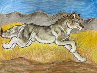 animal_genitalia blue_eyes fully_sheathed fur genitals grey_body grey_fur male outside running sheath side_view dragoness31 canid canine canis coyote mammal hi_res