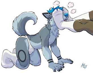 all_fours anthro black_claws blue_hair blue_nose bodily_fluids cheek_tuft claws clothing countershading duo facial_tuft feet fluffy foot_fetish foot_on_face footwear full-body fur grey_body grey_fur hair jockstrap male male/male male_anthro mostly_offscreen_character neck_tuft open_mouth partially_clothed_male pawpads raised_tail short_hair simple_background slim_male socks socks_on_face sweat sweatdrop tail tongue tuft underwear white_background white_clothing white_jockstrap white_underwear alibi_47 canid canine canis domestic_dog husky mammal nordic_sled_dog spitz 2025 cel_shading digital_media_(artwork) hi_res shaded signature