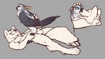 animal_genitalia anthro anthro_on_feral anthro_penetrating anthro_penetrating_feral avian_feet balls beak beak_kiss bestiality biped bipedal_feral blue_eyes blush cloaca cloacal cloacal_penetration cowgirl_position duo feathered_wings feathers female female_feral female_penetrated feral feral_penetrated freckles french_kissing from_front_position fur genitals kissing larger_anthro larger_male leg_grab lying male male/female male_anthro male_on_feral male_penetrating male_penetrating_female nude on_back on_bottom on_top penetration sex size_difference smaller_female smaller_feral smaller_penetrated smile tail tail_feathers white_body white_fur wings hasenase crytrauv sora_(crytrauv) avian bird canid canine fox mammal owl 16:9 hi_res widescreen