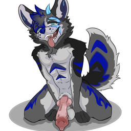 anatomically_correct anatomically_correct_genitalia anatomically_correct_penis anthro balls big_balls big_penis genitals kneeling knot male penis samfy solo submissive teeth tongue tongue_out rexthenurse canid canine canis demon mammal wolf 1:1 absurd_res hi_res