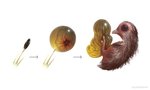 ambiguous_gender creepy egg embryo feral fetus ovum seed simple_background solo white_background nurikabenuri avian bird cell_(organism) kiwi_(bird) micro_organism_(organism) ratite digital_media_(artwork) digital_painting_(artwork)