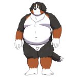 anthro belly big_belly black_body black_fur brown_body brown_fur fur genitals humanoid_hands kemono male overweight overweight_anthro overweight_male penis simple_background small_penis solo white_background white_body white_fur yaki_atsuage bernese_mountain_dog canid canine canis domestic_dog mammal molosser mountain_dog swiss_mountain_dog 1:1 2021 hi_res