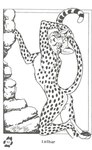 4_toes anthro backsack balls biped butt chest_tuft claws feet fur genitals hindpaw male markings pawpads paws raised_tail rock solo spots spotted_body spotted_fur tail text toe_claws toes tuft terrie_smith cheetah felid feline mammal 1996 greyscale hi_res monochrome signature