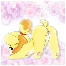 anthro anus ass_up bloom blush breasts butt embarrassed feet female flower genitals innocence looking_at_viewer looking_back nipples nude outline pawpads paws plant presenting presenting_vulva raised_tail shy small_breasts solo spread_legs spreading stretching tail tiptoes vulva x_anus conditional_dnp muffinlewds animal_crossing nintendo isabelle_(animal_crossing) canid canine canis domestic_dog mammal 1:1 digital_media_(artwork) hi_res shaded soft_shading watermark