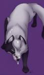 after_sex ambiguous_gender blue_eyes bodily_fluids cum cum_in_mouth cum_inside cum_on_face cum_on_muzzle feral fur genital_fluids grey_body grey_fur licking licking_lips licking_own_lips self_lick solo tongue tongue_out whiskers paper-wings sitku tenkri canid canine fox mammal 2014 hi_res