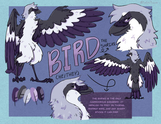anthro avian_feet beak black_beak black_body black_feathers feathers male purple_body purple_feathers solo tail tail_feathers text white_body white_feathers thegaypossum birdpathy avian bird great_grey_shrike shrike absurd_res english_text hi_res model_sheet