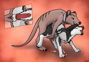 all_fours anal anal_penetration anatomically_correct anatomically_correct_genitalia anatomically_correct_penis animal_genitalia animal_penis balls bodily_fluids breath canine_genitalia canine_penis cum cum_inside cumshot cutaway doggystyle duo ejaculation erection feral feral_on_feral from_behind_position fur genital_fluids genitals knot male male/male male_penetrated male_penetrating male_penetrating_male mating_grip open_mouth orgasm panting penetration penile penis sex simple_background smile tail tongue conditional_dnp heliofox frost_(crazycobalt) thylus canid canine canis dasyuromorph domestic_dog fox mammal marsupial recently_extinct_species thylacine digital_media_(artwork)