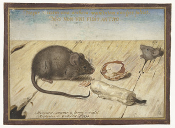 ambiguous_feral ambiguous_gender candle detailed_background drupe_(fruit) duo feral floor food fruit fur long_tail plant quadruped side_view standing tail text walnut whiskers wood wood_floor joris_hoefnagel mammal mouse murid murine rodent 1594 16th_century absurd_res ancient_art dated gouache_(artwork) hi_res latin_text painting_(artwork) traditional_media_(artwork) traditional_painting_(artwork) translation_request