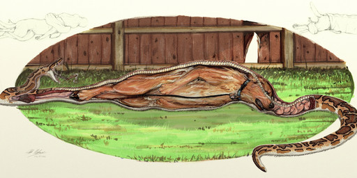 abdominal_bulge ambiguous_gender ambiguous_pred ambiguous_prey blue_eyes bodily_fluids brown_body brown_fur brown_scales collar duo fence feral feral_pred feral_prey fully_inside fur garden grass guts head_first inside_stomach internal intestines leash leash_in_mouth leashed_collar leashed_prey liver object_in_mouth open_mouth oral_vore organs partially_inside paws pet_vore plant raised_tail saliva saliva_covered saliva_on_body saliva_on_tongue saliva_string scales serpentine side_view snout soft_vore spine stomach_acid swallowing tail teeth text tight_fit vore vore_tether wet wet_body wet_fur x-ray_view alekthebeasty bird_dog burmese_python canid canine canis domestic_dog golden_retriever hunting_dog mammal python reptile retriever scalie snake english_text hi_res