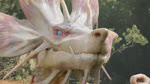 ambiguous/ambiguous ambiguous_gender annoyed blue_eyes blue_sclera close-up clothing day duo fangs feral fin forest growling head_fin mostly_offscreen_character outside petting plant pupils red_pupils scales sharp_teeth slit_pupils snaggle_tooth snout teeth tree white_body white_scales ivorylagiacrus pb472 capcom monster_hunter human leviathan_(mh) mammal mizutsune scalie 16:9 2025 3d_(artwork) 3d_animation animated artist_collaboration blender_(artwork) digital_media_(artwork) hi_res high_framerate loop short_playtime sound webm widescreen