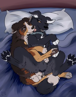 after_sex anatomically_correct anatomically_correct_genitalia anatomically_correct_vulva animal_genitalia animal_vulva balls bed bedding bedroom_sex black_body black_fur blanket bodily_fluids canine_genitalia canine_vulva collar cum cum_inside duo entwined_tails female female_feral feral feral_on_feral feral_penetrated feral_penetrating feral_penetrating_feral from_behind_position fur furniture genital_fluids genitals intimate knot_root knotting leaking_cum licking love male male/female male_feral neck_lick on_bed pawpads paws penetration pillow sex spoon_position spooning tail tail_coil tongue vaginal vaginal_penetration vulva muskydusky stea_(muskydusky) bernese_mountain_dog canid canine canis domestic_dog mammal molosser mountain_dog romanian_raven_shepherd swiss_mountain_dog absurd_res hi_res