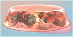 anthro cook cooking cooking_with_furs death decapitation dismemberment female food food_dressed gore green_body jelly_(food) meat open_mouth pieces snuff solo kolkolukija open_eyess bat mammal hi_res