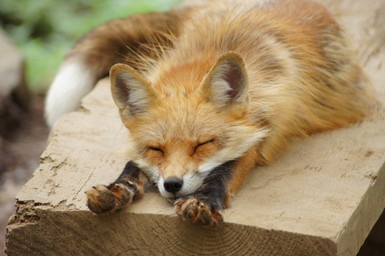 ambiguous_gender board claws eyes_closed feral fur orange_body orange_fur pawpads paws real sleeping solo stretching young young_feral unknown_artist canid canine fox mammal red_fox true_fox grandfathered_content photography_(artwork)