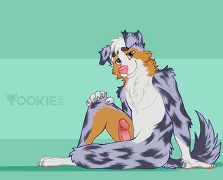 anthro arm_tuft biped black_body black_ears black_eyebrows black_fur black_tail blue_eyes cheek_tuft chest_tuft claws erection eyebrows facial_tuft floppy_ears fur genitals glistening glistening_eyes grey_ears grey_tail hair humanoid_genitalia humanoid_penis looking_at_viewer male neck_tuft orange_body orange_fur pawpads penis pink_nose pink_pawpads pink_penis short_hair shoulder_tuft simple_background sitting smile solo tail tuft white_body white_claws white_fur white_hair yookie australian_shepherd canid canine canis domestic_dog herding_dog mammal pastoral_dog sheepdog 2019 dated hi_res