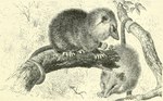ambiguous_gender claws duo feet feral finger_claws fingers fur leaf looking_at_viewer mouth_closed plant prehensile_tail side_view simple_background snout standing tail tan_background toe_claws toes tree whiskers unknown_artist unknown_artist_signature american_opossum mammal marsupial virginia_opossum 1911 20th_century ancient_art full-length_portrait hi_res monochrome portrait sepia signature sketch traditional_media_(artwork)