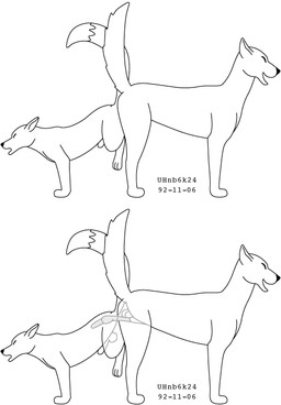 anal anal_penetration animal_genitalia animal_penis ass_to_ass balls canine_genitalia canine_penis duo eyes_closed feral frown fur genitals internal interspecies knot knotted_penis knotting male male/male penetration penis sheath simple_background size_difference smile white_background urbanhermit canid canine fox mammal 1992 black_and_white dated monochrome