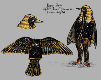 anthro black_body black_clothing black_feathers blonde_hair bottomwear brown_eyes clothing eyewear feathers glasses hair long_hair male pants pattern_bottomwear pattern_clothing pattern_pants simple_background solo spots standing striped_bottomwear striped_clothing striped_pants stripes text wavy_hair white_spots wings makaronnie sterling_donner avian bird oscine passerine starling_(bird) absurd_res english_text hi_res model_sheet
