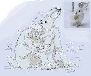 4_toes black_nose black_tipped_ears bodily_fluids breasts claws dewlap_(anatomy) feet female flying_sweatdrops fur licking medium_breasts multi_breast nipples on_haunches paws photo_reference short_tail sitting slightly_chubby snow solo sweat sweatdrop tail thick_fur toes tongue tongue_out whiskers white_body white_fur white_sclera basyacriptid hare lagomorph leporid mammal mountain_hare rabbit taur full-length_portrait hi_res portrait