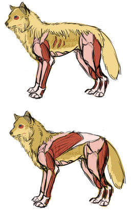 ambiguous_gender blue_eyes exposed_muscle feral feralized fluffy fur simple_background white_background yellow_body yellow_fur ouivon attack_on_titan annie_leonhart canid canine canis mammal titan_(attack_on_titan) wolf 2014 model_sheet