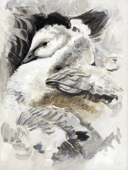 beak black_beak black_eyes black_markings brown_body brown_feathers feathers feral fluffy grey_body grey_feathers markings neonate white_body white_feathers young renum63 anatid anseriform anserine avian barnacle_goose bird goose 2016 acrylic_painting_(artwork) painting_(artwork) traditional_media_(artwork) traditional_painting_(artwork)