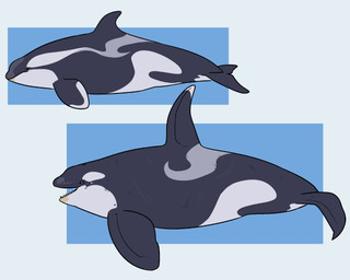 ambiguous_feral ambiguous_gender blue_eyes brown_eyes dorsal_fin duo feral fin grey_body open_mouth side_view simple_background teeth white_body swampjaws aquatic cetacean dolphin mammal oceanic_dolphin orca toothed_whale 5:4 hi_res