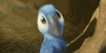 baby beak dancing feral film_scenes male screencap solo young young_feral young_male unknown_artist blue_sky_studios rio_(series) blu_(rio) avian bird macaw neotropical_parrot parrot spix's_macaw true_parrot 2013 3d_(artwork) 3d_animation animated digital_media_(artwork) grandfathered_content loop low_res meme official_art short_playtime