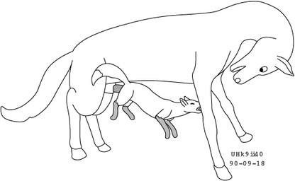 anal animal_genitalia animal_penis balls dominant equine_genitalia equine_penis eyes_closed feral feral_on_feral feral_penetrated feral_penetrating feral_penetrating_feral genitals hooves larger_dom open_mouth penetration penis questionable_consent sex sheath simple_background size_difference smile tail tight_fit white_background urbanhermit canid canine equid equine fox horse mammal 1990 black_and_white dated monochrome