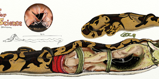 abdominal_bulge almost_fully_inside ambiguous_gender anthro anthro_prey ass_up bdsm bite_mark bite_mark_on_arm bite_mark_on_butt bite_mark_on_shoulder black_body black_fur blue_nose bodily_fluids bondage bound boundage brown_body brown_fur brown_scales duo feet_first feral feral_pred fully_inside fur green_eyes in_mouth internal male male_prey multicolored_body multicolored_fur multicolored_scales nude_anthro number oral_vore organs prey_pov restraints rope rope_bondage scales side_view simple_background stomach stomach_acid swallowing tail text vore white_background alekthebeasty boa_(snake) canid canine canis domestic_dog german_shepherd herding_dog mammal pastoral_dog reptile scalie snake english_text