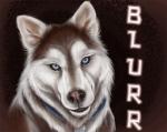 2009 ambiguous_gender blue_eyes brown_body brown_fur canid canine canis collar domestic_dog feral fur husky looking_at_viewer mammal nordic_sled_dog rukis smile solo spitz white_body white_fur