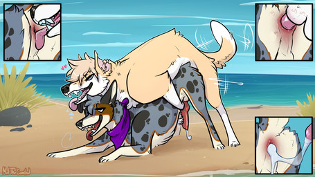 anal anal_knotting anal_penetration animal_genitalia animal_penis balls beach black_body black_fur blue_eyes bodily_fluids canine_genitalia canine_penis close-up cum cum_from_ass cum_in_ass cum_inside cum_while_penetrated cumshot cutaway detailed_background duo ejaculation erection feral feral_on_feral feral_penetrated feral_penetrating feral_penetrating_feral from_behind_position fur genital_fluids genitals grey_body grey_fur heart_symbol intraspecies kerchief kerchief_only knot knot_root knotted_penis knotting leaking_cum looking_pleasured male male/male male_feral male_penetrated male_penetrating male_penetrating_male markings mating_grip mounting open_mouth open_smile oral penetration penile penile_penetration penis penis_in_ass pink_penis raised_tail red_penis rimming sand sea sex smile spots spotted_body spotted_fur tail tail_motion tailwag tan_body tan_fur teeth thrusting tongue tongue_out water white_body white_fur meldritchhorror australian_cattle_dog canid canine canis cattledog domestic_dog herding_dog mammal pastoral_dog 16:9 2020 4k absurd_res hi_res widescreen