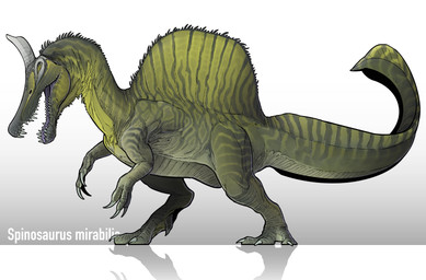 3_fingers 3_toes ambiguous_feral ambiguous_gender biped bipedal_feral bone_frill claws digitigrade feet feral finger_claws fingers frill_(anatomy) green_body green_scales long_tail sail_(anatomy) scales solo standing tail toe_claws toes storm_spino dinosaur prehistoric_species reptile saurischian scalie spinosaurid spinosaurus spinosaurus_mirabilis theropod hi_res