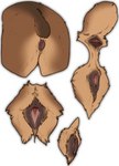 anatomically_correct anatomically_correct_genitalia anatomically_correct_pussy anatomy_reference animal_genitalia animal_pussy anus butt female feral genitals pussy raised_tail rear_view solo spread_pussy spreading tail urethra ursine_pussy technesaurus kuruk_(character) bear brown_bear grizzly_bear mammal ursine hi_res