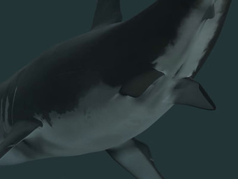 anal anal_vore feral feral_pred fin gills grey_background grey_fin head_first human_prey shark_tail simple_background vore rayverak fish great_white_shark human mackerel_shark mammal marine shark white_shark 3d_(artwork) 3d_animation 4:3 animated digital_media_(artwork) long_playtime webm