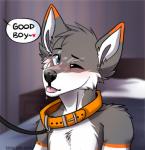 anthro bed black_nose blue_eyes blush bodily_fluids collar cum cum_on_face detailed_background dialogue fur furniture genital_fluids good_boy grey_body grey_fur heart_symbol inside leash looking_at_viewer male multicolored_body multicolored_fur offscreen_character one_eye_closed orange_body orange_fur pet_praise pink_tongue praise solo speech_bubble text tongue white_body white_fur shiki-kun-baka renit canid canine mammal english_text hi_res