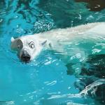 1:1 bear feral hi_res mammal outside polar_bear refraction solo swimming swish ursine water water_ripple water_ripples waterscape