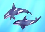 ambiguous_gender black_body blue_background duo feral simple_background water white_body insaneproxy_(artist) cetacean dolphin mammal marine oceanic_dolphin orca toothed_whale hi_res