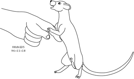 ambiguous_gender balls duo feral fingers genitals male nude nude_male open_mouth penis rat_tail simple_background standing tail text touching_another white_background urbanhermit human mammal murid murine rat rodent 1996 black_and_white dated monochrome