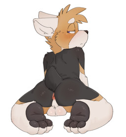 anthro anus balls_on_floor black_pawpads blush butt glistening glistening_butt half-closed_eyes looking_at_viewer looking_back looking_back_at_viewer male motion_lines narrowed_eyes pawpads perineum pink_anus presenting presenting_hindquarters simple_background solo tail tail_motion tailwag taro_bubbletea housepets! king_(housepets!) canid canine canis domestic_dog herding_dog mammal pastoral_dog welsh_corgi hi_res