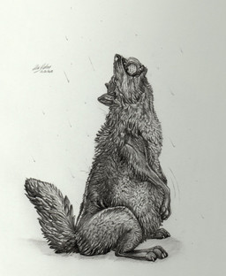 abdominal_bulge almost_fully_inside ambiguous_gender ambiguous_pred bodily_fluids claws dripping eyebrows facial_tuft fangs feral feral_pred on_hind_legs one_eye_closed oral_vore paw_on_belly paws raining raised_tail saliva saliva_drip saliva_on_chin simple_background solo swallowing tail teeth tongue tongue_wrap tuft unseen_prey vore white_background alekthebeasty canid canine canis mammal wolf hi_res monochrome