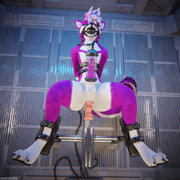 anal animal_genitalia animal_penis anthro anthro_on_anthro arms_tied ball_gag balls bdsm biped bodily_fluids bondage bound breeding_stand canine_genitalia canine_penis claws clothing cuffs_(clothing) cum cum_dripping_from_penis cum_on_penis depth_of_field erection feet forced forced_anal forced_orgasm fucking_machine fur gag gagged genital_fluids genitals hair hindpaw inside knot legs_tied machine male male_penetrated milking_cum milking_machine multicolored_body nude open_mouth orgasm paws penetration penis pink_body pink_fur pink_penis purple_penis reflection restraints slim slim_anthro slim_male slim_sub smile solo submissive submissive_male tail torture white_body white_fur dragonplayer lavi canid canine canis fox mammal rexouium 1:1 3d_(artwork) absurd_res blender_(artwork) blender_cycles_(artwork) digital_media_(artwork) hi_res