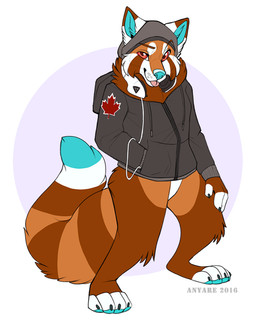 anthro blue_nose bottomless canadian clothed clothing electronics headphones hoodie male red_eyes simple_background solo tongue tongue_out topwear anyare ailurid mammal red_panda 2016
