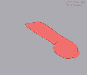 ambiguous_form anatomically_correct anatomically_correct_genitalia anatomically_correct_penis animal_genitalia animal_penis becoming_erect bodily_fluids canine_genitalia canine_penis cum cum_drip disembodied_penis dripping genital_fluids genital_shot genitals knot male penis penis_only penis_shot realistic_anatomy red_knot red_penis solo varinating 2d_animation animated digital_media_(artwork) short_playtime video