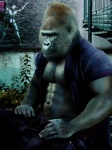 abs ape biceps bottomwear clothed clothing denim denim_bottomwear denim_clothing fur gorilla haplorhine jeans male mammal monsterbait muscular muscular_male nipples open_clothing open_shirt open_topwear pants pecs photo_manipulation photomorph primate shirt solo third-party_edit topwear