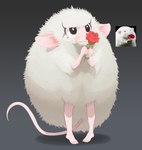 :| ambiguous_gender barefoot big_ears big_pupils black_background daww eyelashes feet flower fluffy fur gradient_background grey_background holding_flower holding_object holding_rose plant poof pupils rose_(flower) shadow simple_background solo white_body white_fur gashi-gashi humanoid mammal murid murine rat rodent 2021 digital_media_(artwork) hi_res multiple_images photography_(artwork) shaded